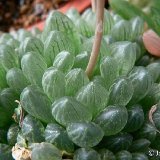 Haworthia cymbiformis v. obtusa